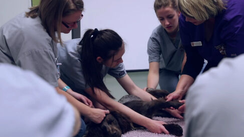 vet students with dog 2